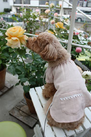 ワンちゃんの服2