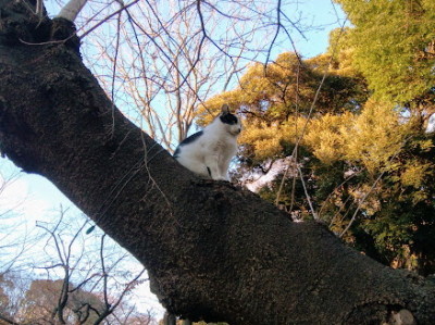 上野の猫ちゃん