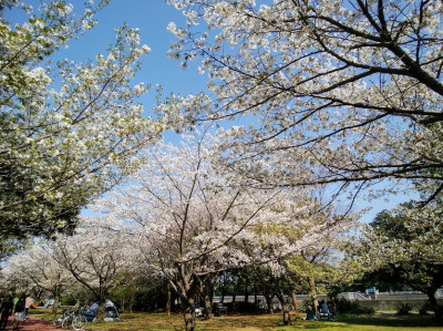 公園の桜